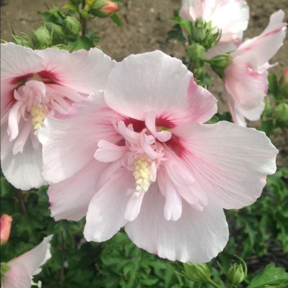 Meet your Posher, Merna